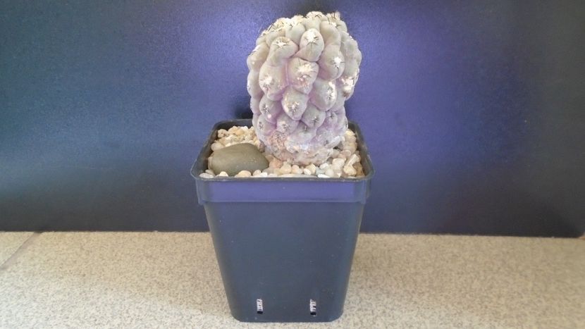 Eriosyce (Thelocephala) odieri (Neochilenia reichei) - Cactusi 2021 bis
