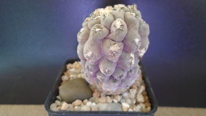 Eriosyce (Thelocephala) odieri (Neochilenia reichei) - Cactusi 2021 bis
