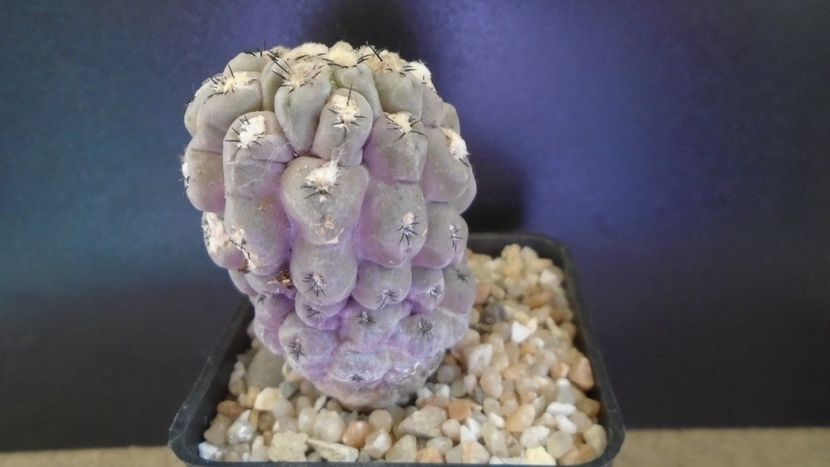 Eriosyce (Thelocephala) odieri (Neochilenia reichei) - Cactusi 2021 bis