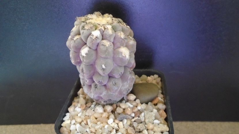 Eriosyce (Thelocephala) odieri (Neochilenia reichei) - Cactusi 2021 bis