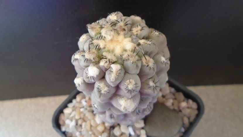 Eriosyce (Thelocephala) odieri (Neochilenia reichei) - Cactusi 2021 bis