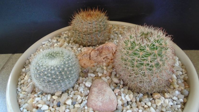 Grup de 3 Notocactus (Parodia) - Cactusi 2021 bis