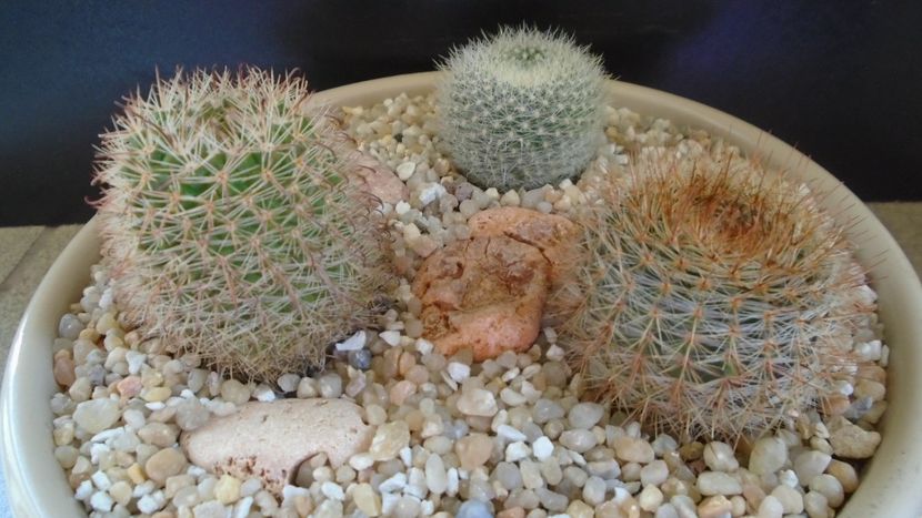 Grup de 3 Notocactus (Parodia) - Cactusi 2021 bis