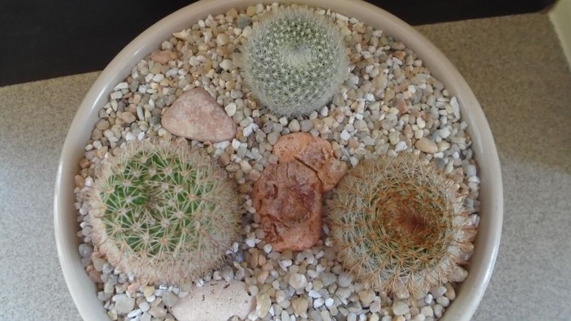 Grup de 3 Notocactus (Parodia) - Cactusi 2021 bis