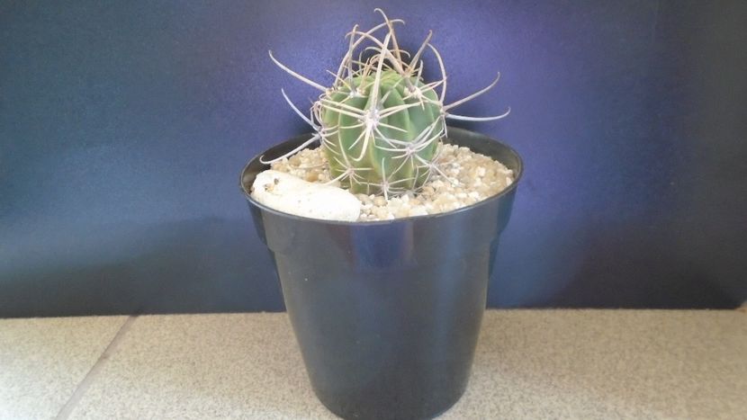 Lobivia ferox v. longispina (Echinopsis ferox) - Cactusi 2021 bis