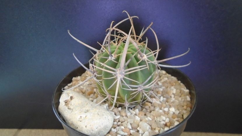 Lobivia ferox v. longispina (Echinopsis ferox) - Cactusi 2021 bis