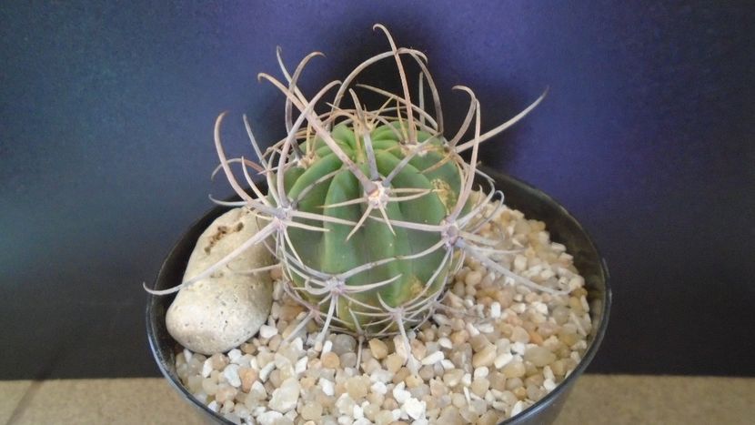 Lobivia ferox v. longispina (Echinopsis ferox) - Cactusi 2021 bis