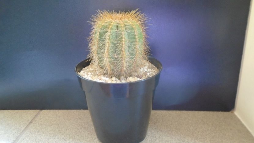 Notocactus (Parodia) magnificus - Cactusi 2021 bis
