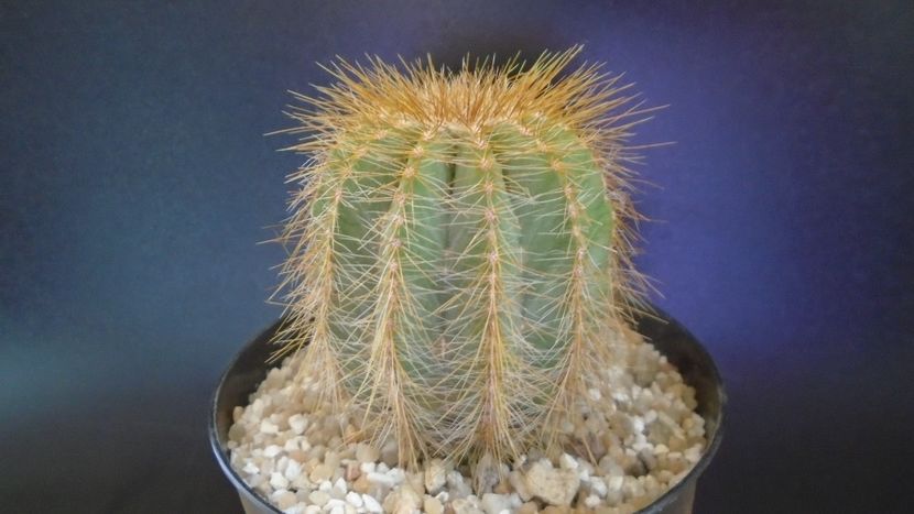 Notocactus (Parodia) magnificus - Cactusi 2021 bis