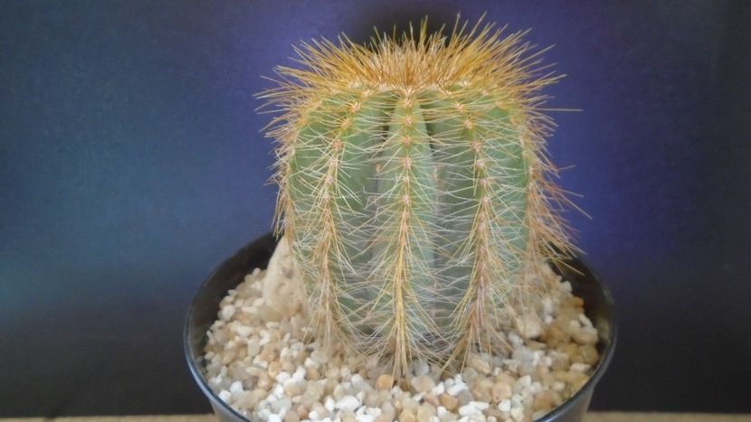 Notocactus (Parodia) magnificus - Cactusi 2021 bis