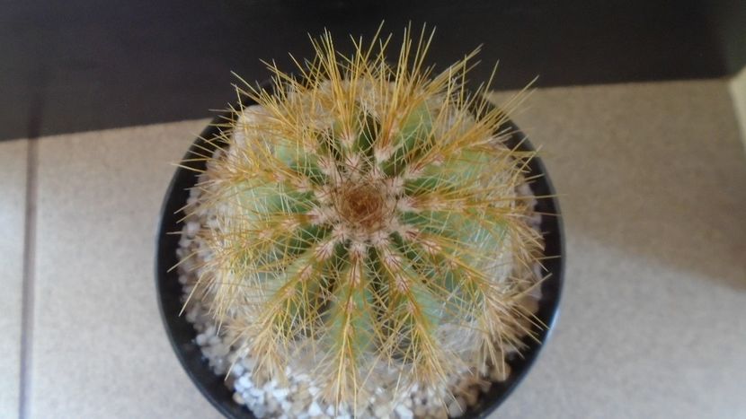 Notocactus (Parodia) magnificus - Cactusi 2021 bis