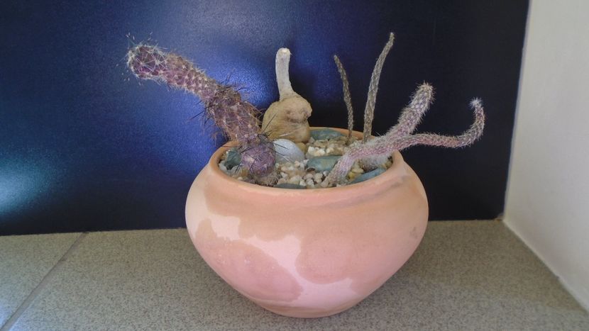 Grup de 5 Pterocactus - Cactusi 2021 bis