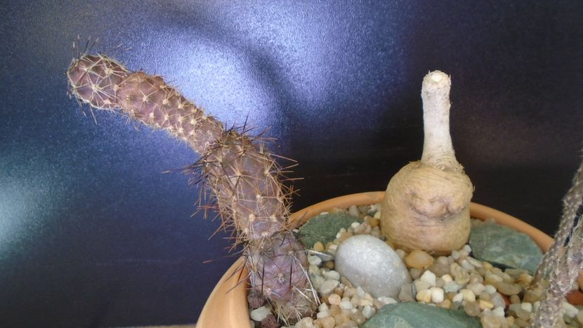 Pterocactus tuberosus & Pterocactus skottsbergii (Pterocactus hickenii) - Cactusi 2021 bis