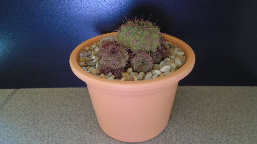 Lobivia cinnabarina (Echinopsis cinnabarina) - Cactusi 2021 bis