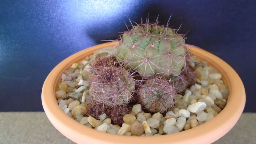 Lobivia cinnabarina (Echinopsis cinnabarina) - Cactusi 2021 bis