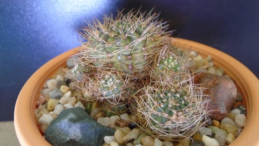 Lobivia arachnacantha v. densiseta (Echinopsis ancistrophora ssp. arachnacantha) - Cactusi 2021 bis