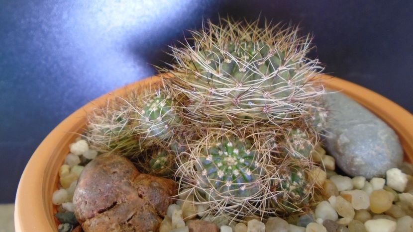 Lobivia arachnacantha v. densiseta (Echinopsis ancistrophora ssp. arachnacantha) - Cactusi 2021 bis