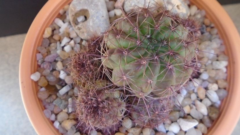 Lobivia cinnabarina (Echinopsis cinnabarina) - Cactusi 2021 bis