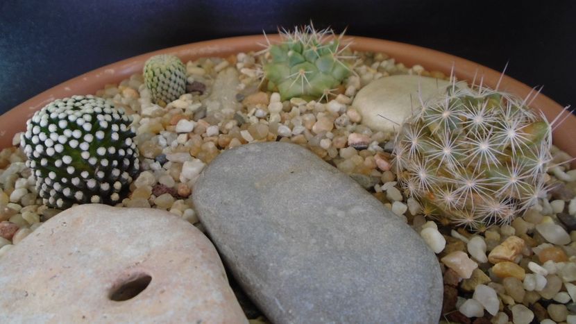Grup de 4 Mammillaria - Cactusi 2021 bis