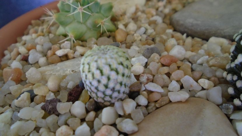 Mammillaria pectinata - Cactusi 2021 bis