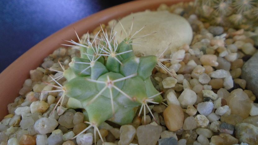 Mammillaria peninsularis - Cactusi 2021 bis