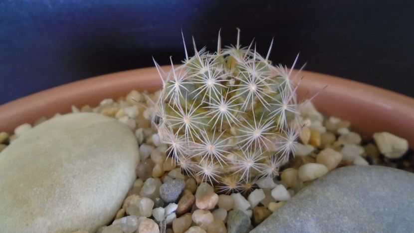 Mammillaria coahuilensis ssp. albiarmata - Cactusi 2021 bis