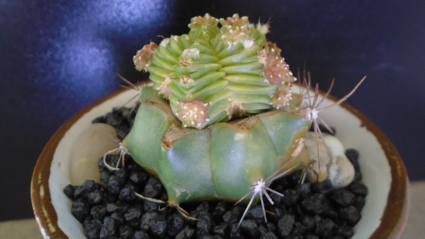 Aztekium valdezii (altoit pe Ferocactus glaucescens) - Cactusi 2021 bis