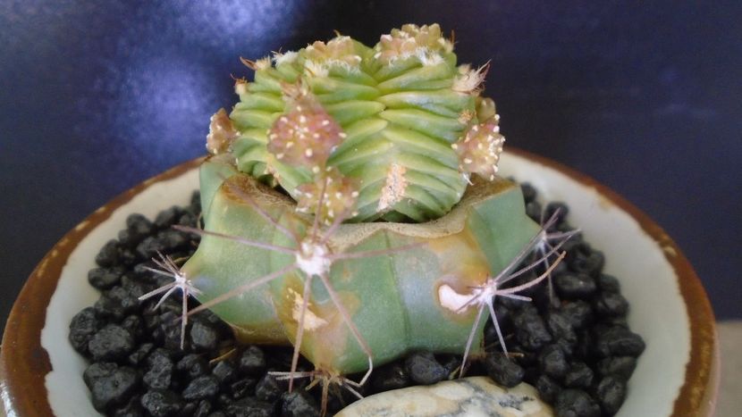 Aztekium valdezii (altoit pe Ferocactus glaucescens) - Cactusi 2021 bis