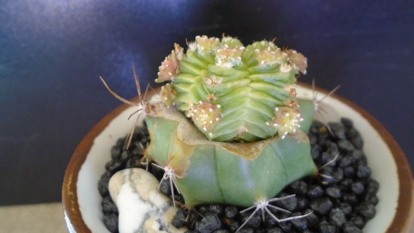 Aztekium valdezii (altoit pe Ferocactus glaucescens) - Cactusi 2021 bis