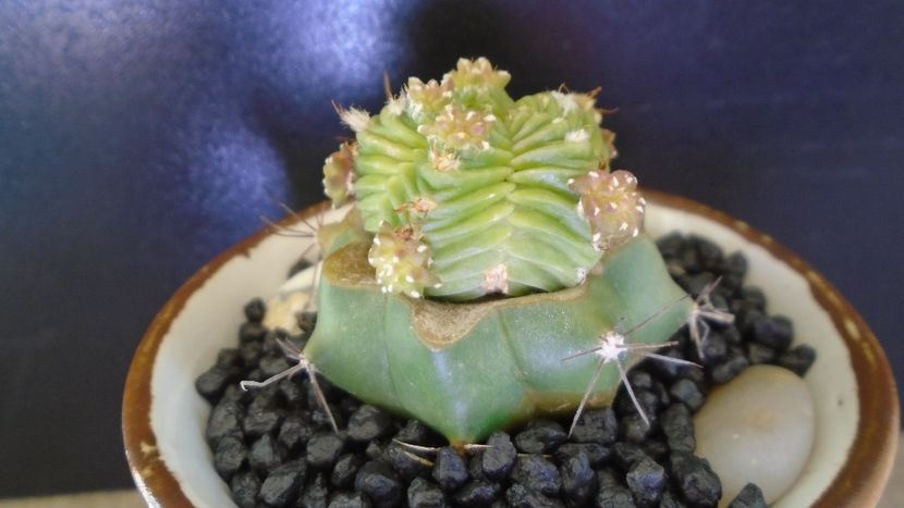 Aztekium valdezii (altoit pe Ferocactus glaucescens) - Cactusi 2021 bis