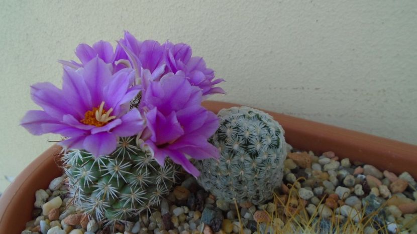 Mammillaria (Bartschella) schumannii v. globosa - Cactusi 2021 bis