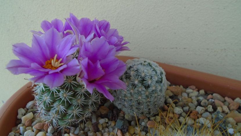 Mammillaria (Bartschella) schumannii v. globosa - Cactusi 2021 bis