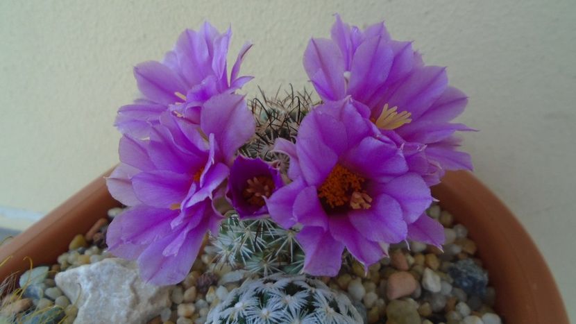 Mammillaria (Bartschella) schumannii v. globosa - Cactusi 2021 bis