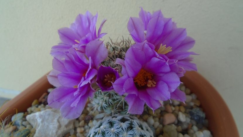 Mammillaria (Bartschella) schumannii v. globosa - Cactusi 2021 bis