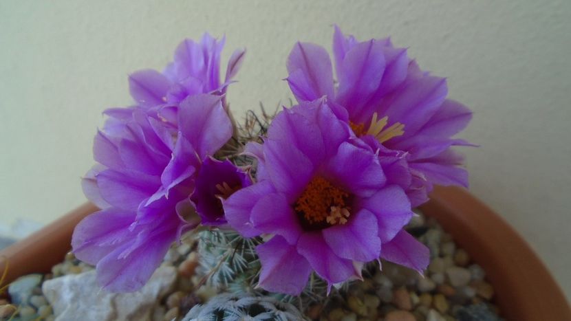Mammillaria (Bartschella) schumannii v. globosa - Cactusi 2021 bis