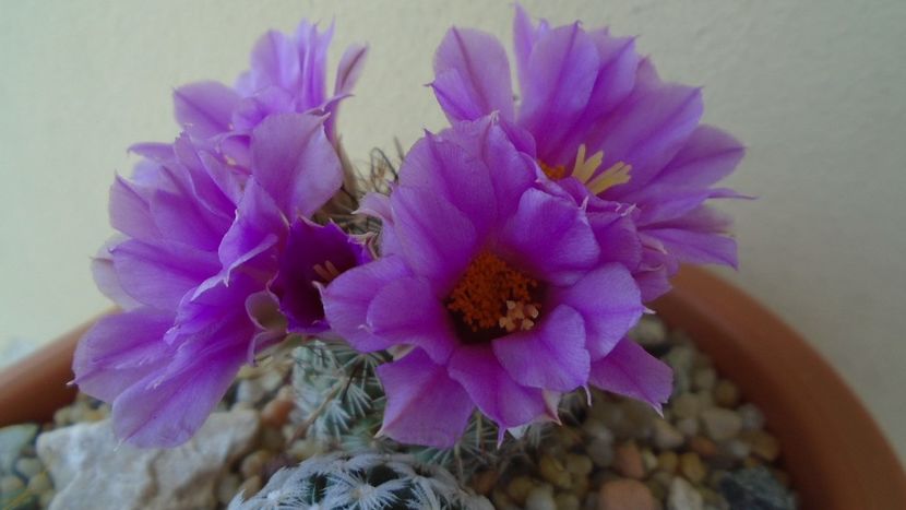 Mammillaria (Bartschella) schumannii v. globosa - Cactusi 2021 bis