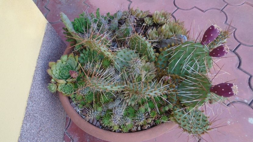 Minirocaria la sfarsitul verii - Cactusi 2021 bis