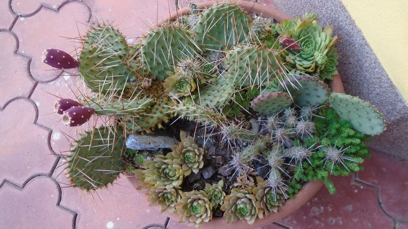 Minirocaria la sfarsitul verii - Cactusi 2021 bis