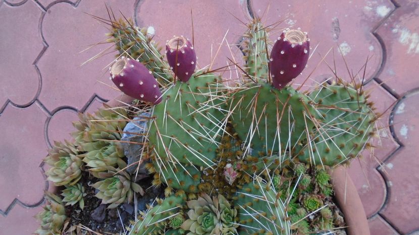 Minirocaria la sfarsitul verii - Cactusi 2021 bis