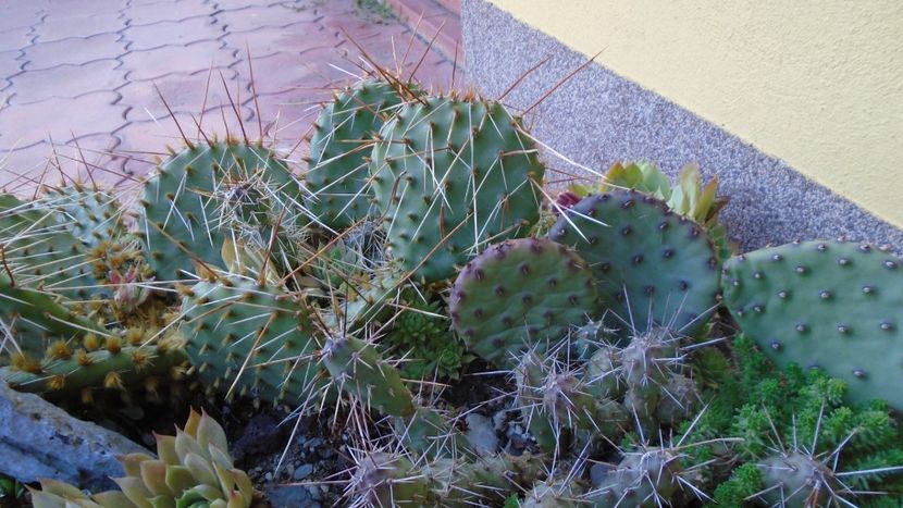 Minirocaria la sfarsitul verii - Cactusi 2021 bis