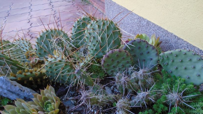 Minirocaria la sfarsitul verii - Cactusi 2021 bis