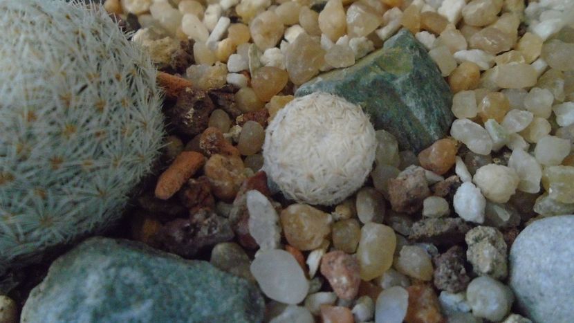 Mammillaria herrerae - Cactusi 2021 bis
