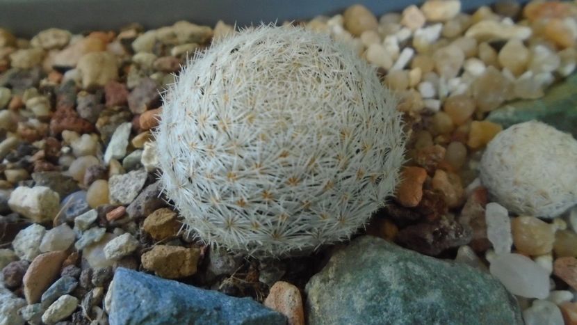Mammillaria lasiacantha v. denudata - Cactusi 2021 bis