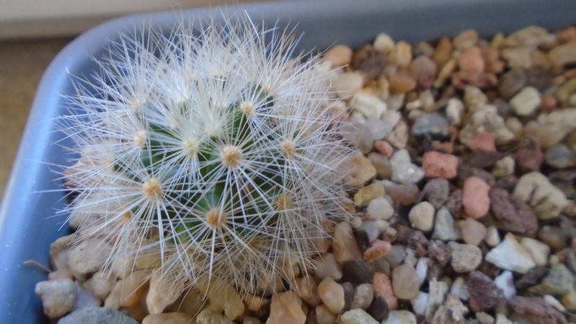 Mammillaria laui v. nova - Cactusi 2021 bis