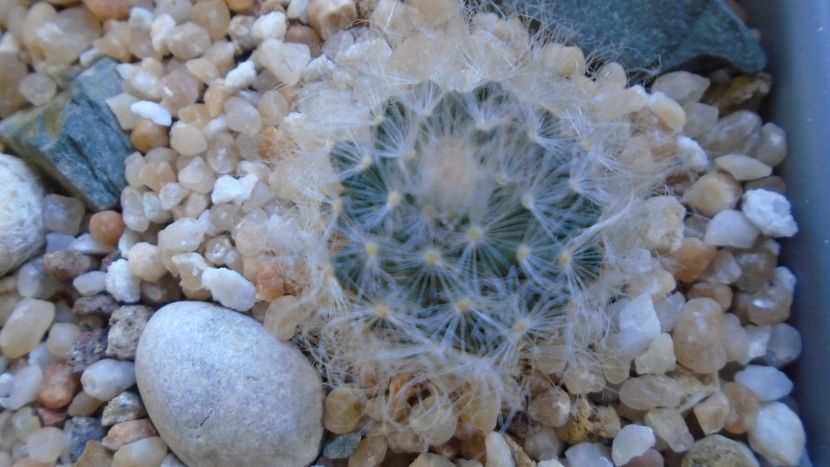 Mammillaria aureilanata v. alba - Cactusi 2021 bis