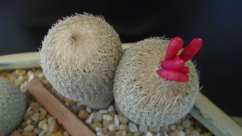 Epithelantha micromeris v. polycephala (bicephala) - Cactusi 2021 bis
