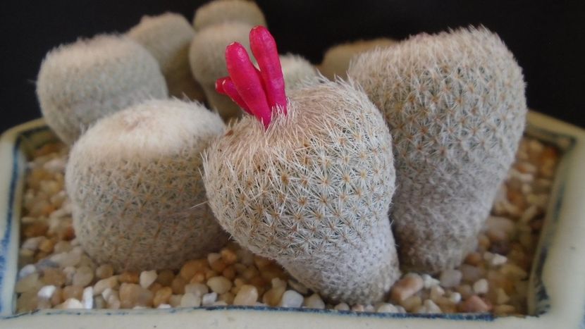 Epithelantha micromeris v. polycephala (bicephala) - Cactusi 2021 bis