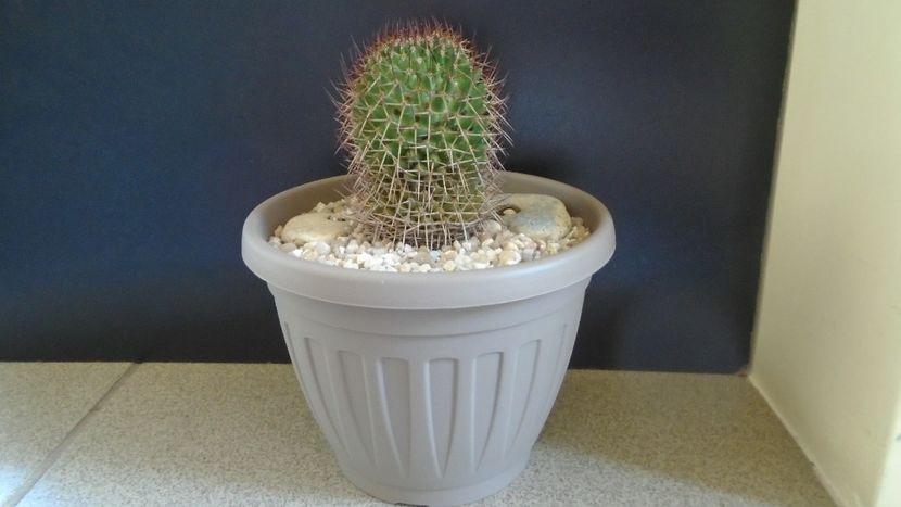 Mammillaria rhodantha - Cactusi 2021 bis