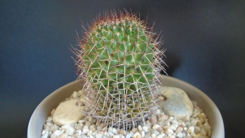 Mammillaria rhodantha - Cactusi 2021 bis