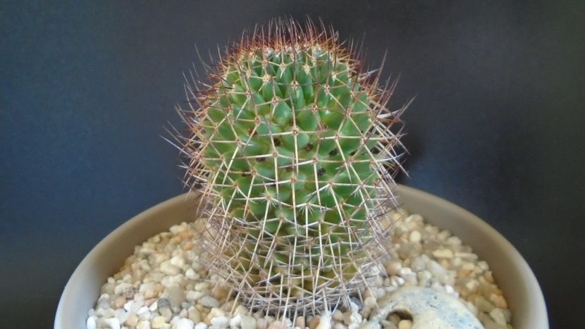 Mammillaria rhodantha - Cactusi 2021 bis